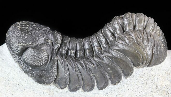 Austerops Trilobite With Nice Eyes #57663